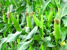 Kỹ thuật trồng và chăm sóc cây ngô vụ đông áp dụng làm đất tối thiểu