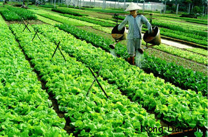 Kỹ thuật trồng rau màu cho năng suất cao
