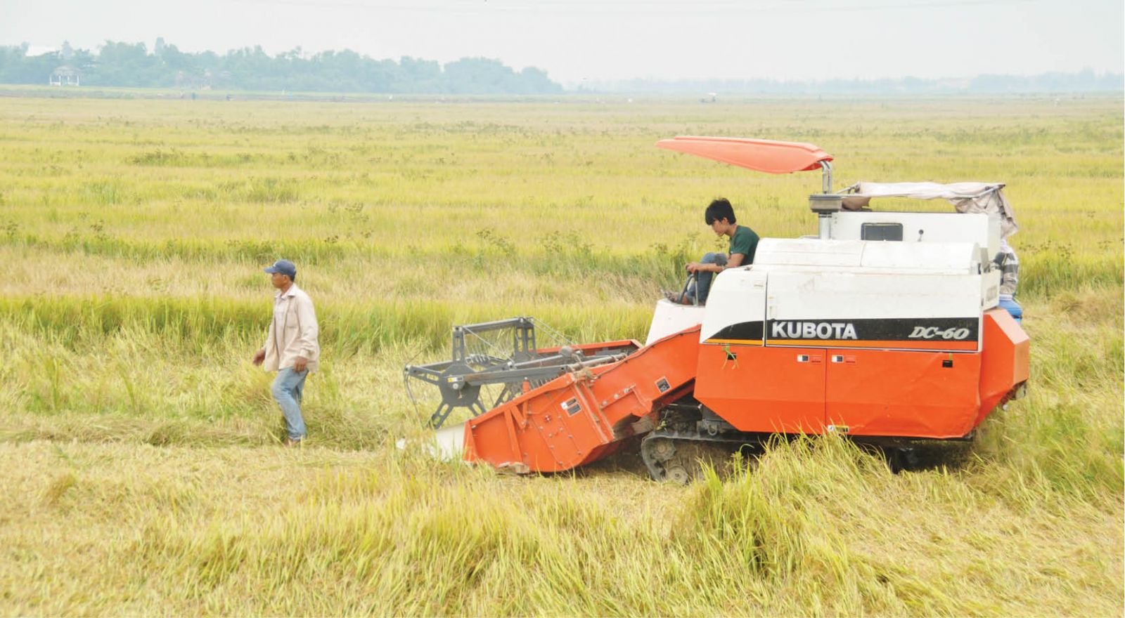Tập trung chỉ đạo thu hoạch lúa vụ đông xuân, triển khai sản xuất vụ hè thu 2022