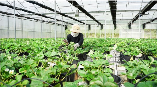 Tạo động lực để thay đổi từ “sản xuất nông nghiệp” sang “kinh tế nông nghiệp”