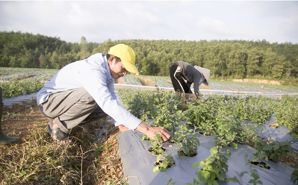 Xây dựng Cam Lộ trở thành trung tâm dược liệu của tỉnh