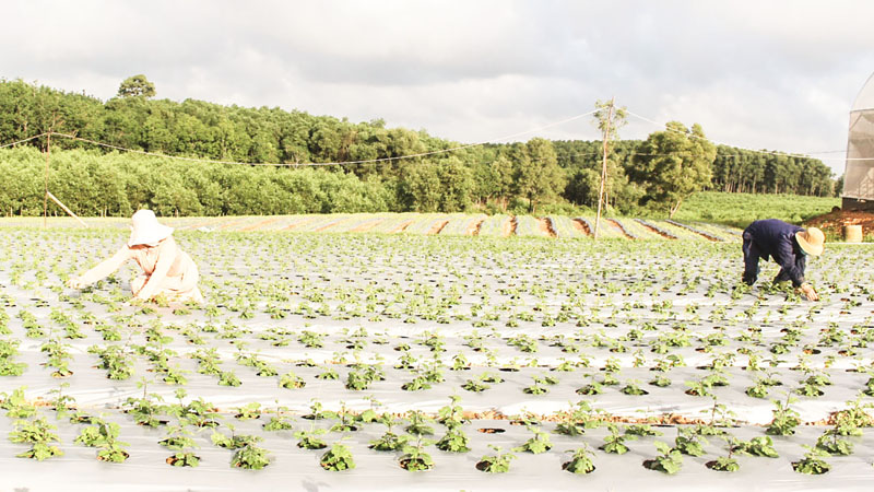 Đào tạo nghề cho lao động nông thôn gắn với xây dựng nông thôn mới